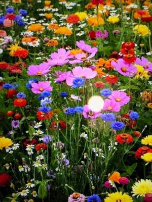 Hanno creato un'applicazione per dirci quando moriremo