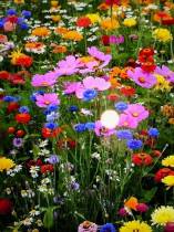 Hanno creato un'applicazione per dirci quando moriremo